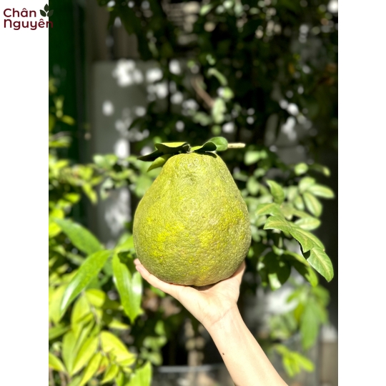 Bười Tân Triều (5 trái)